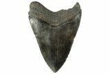 Fossil Megalodon Tooth - South Carolina #185232-1